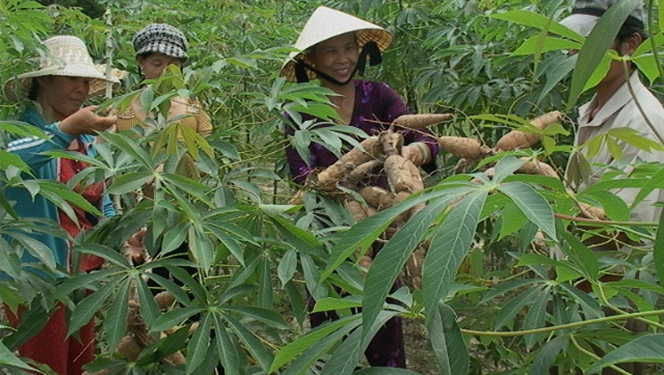 Giải pháp thâm canh sắn bền vững