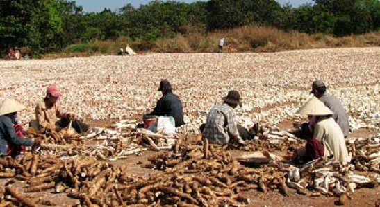 Bi đát 1kg sắn ở Khánh Hoà chỉ còn dưới 1.000 đồng